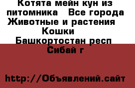 Котята мейн-кун из питомника - Все города Животные и растения » Кошки   . Башкортостан респ.,Сибай г.